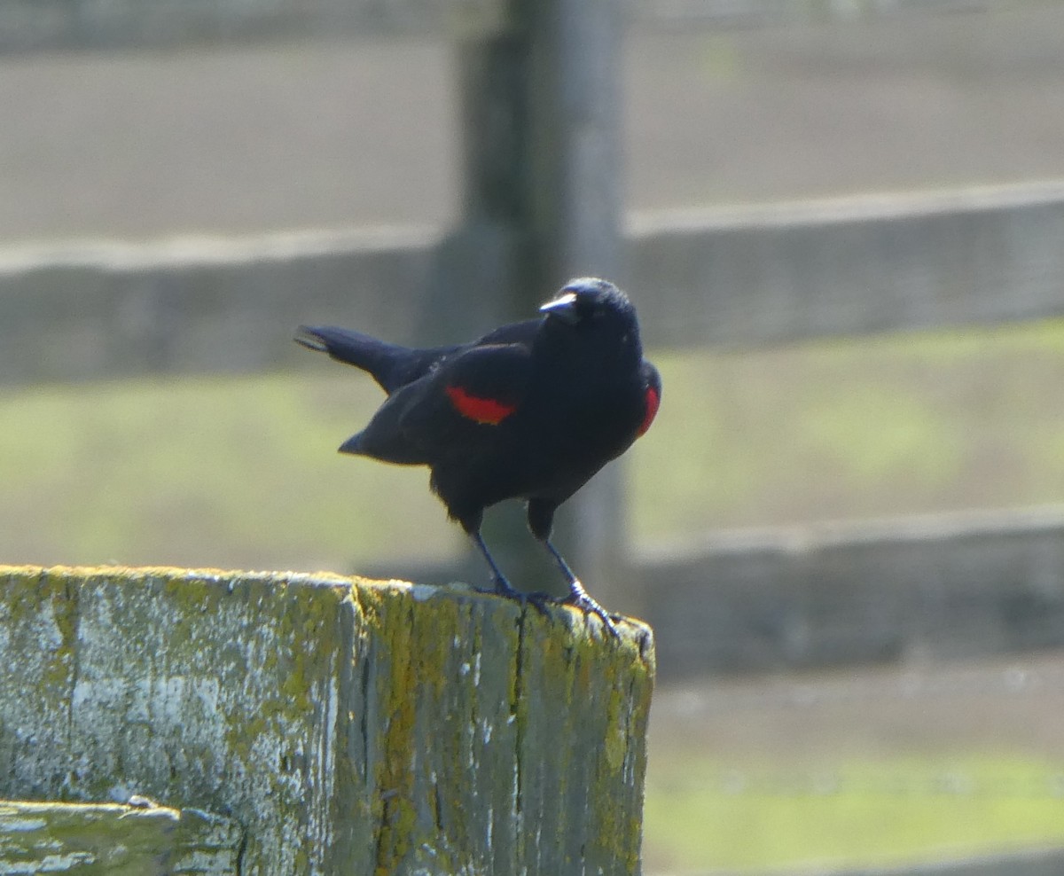 Red-winged Blackbird - ML616755139