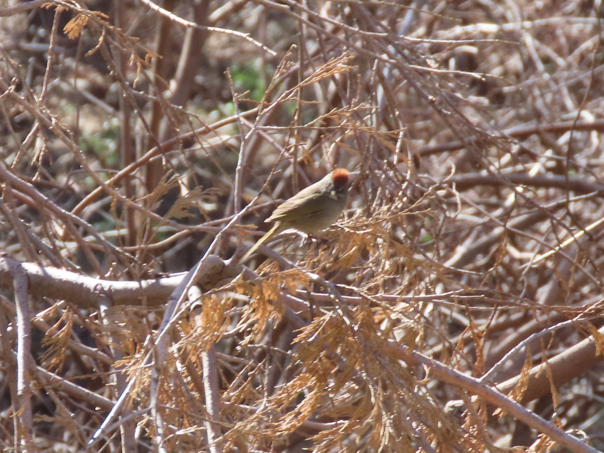 Green-tailed Towhee - Ben Newhouse