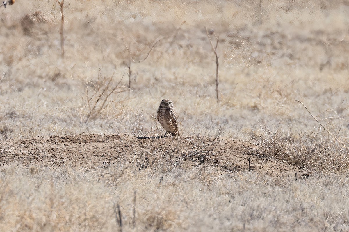 Burrowing Owl - ML616755168