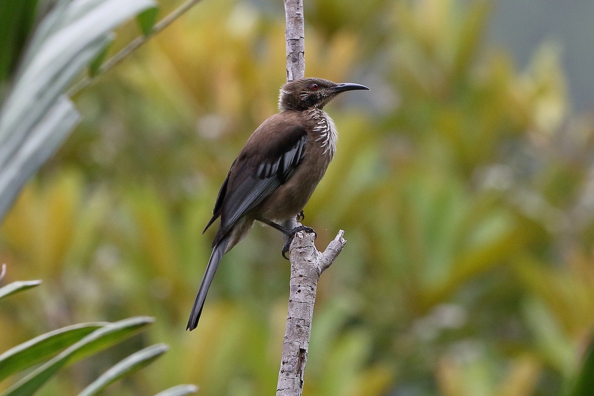 New Caledonian Friarbird - ML616755239