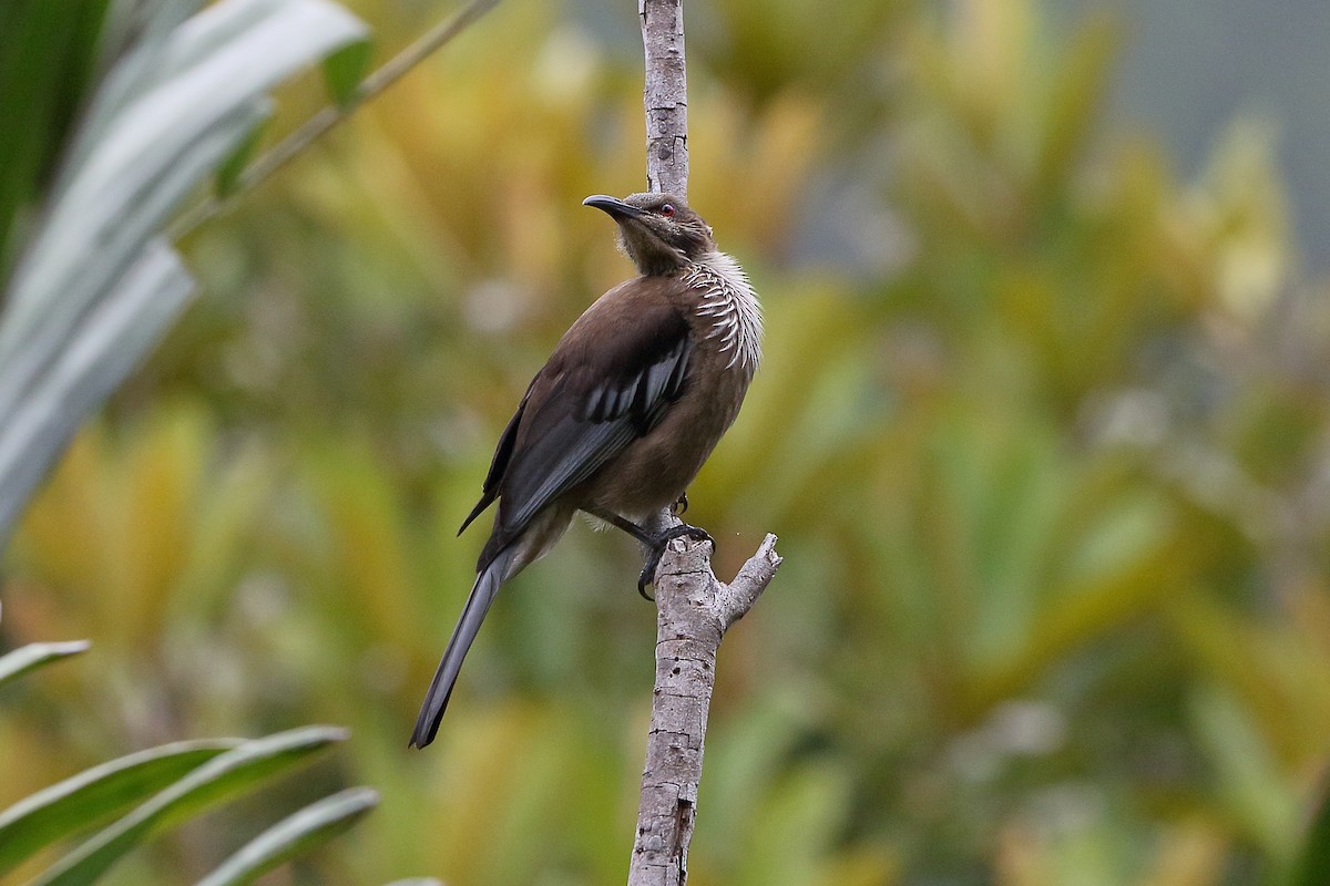 New Caledonian Friarbird - ML616755240