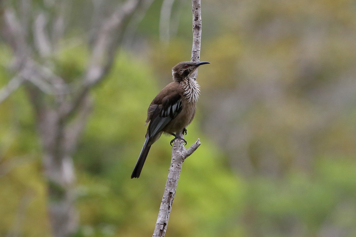 New Caledonian Friarbird - ML616755241