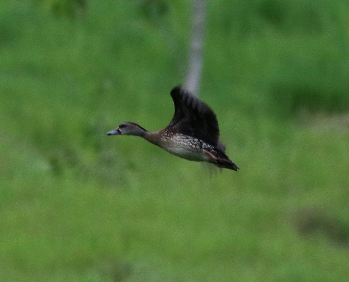 Spotted Whistling-Duck - ML616755511