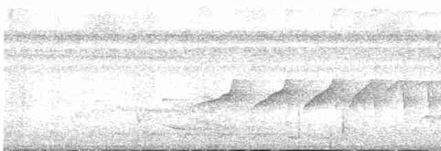 Мурав’янка-куцохвіст плямиста - ML616755553