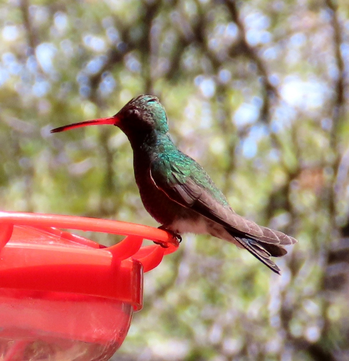 Broad-billed Hummingbird - ML616755695