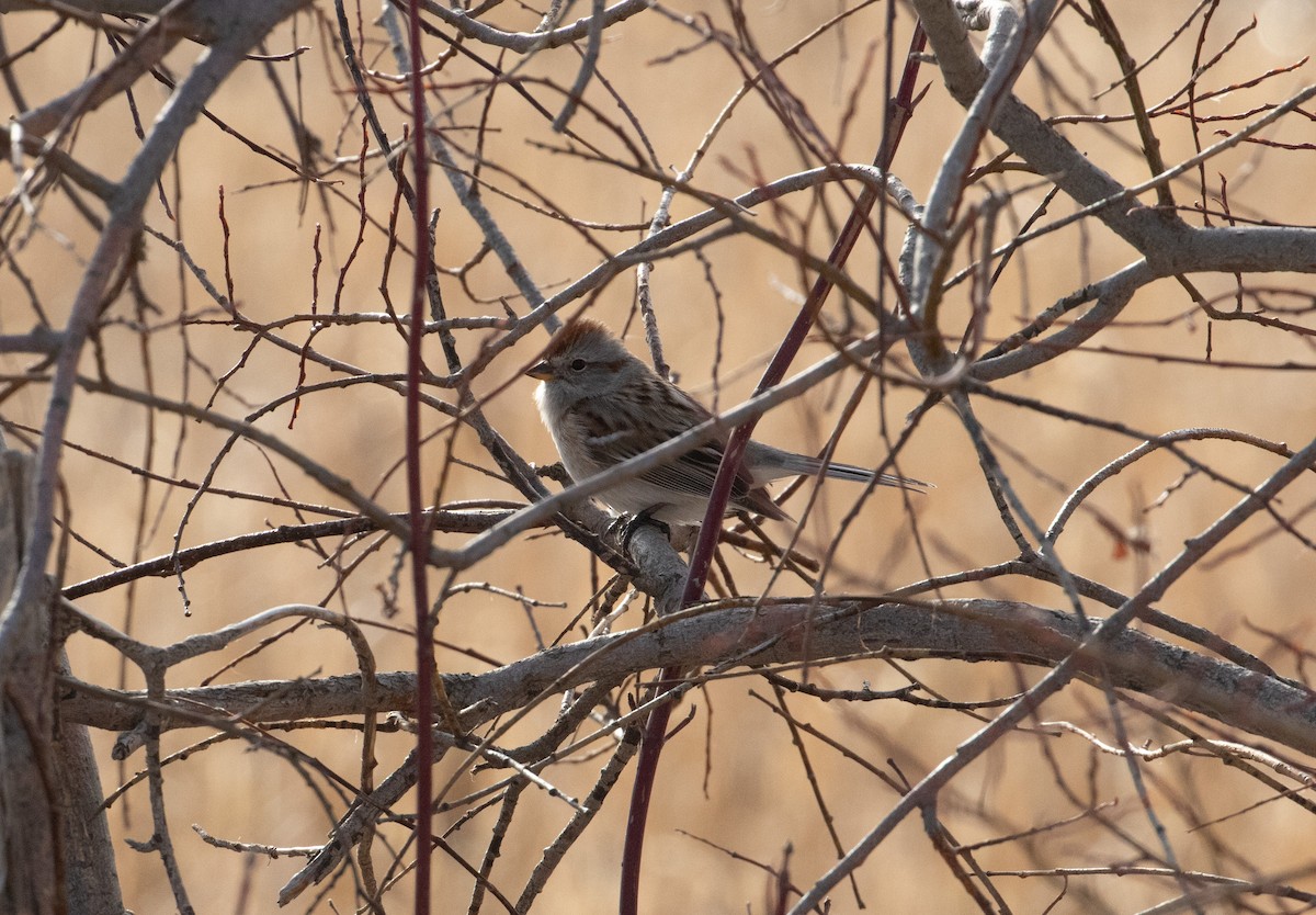 American Tree Sparrow - ML616755755