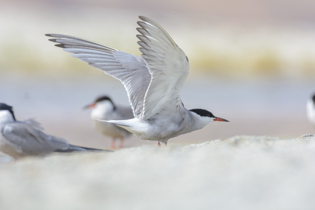 Common Tern - ML616755892