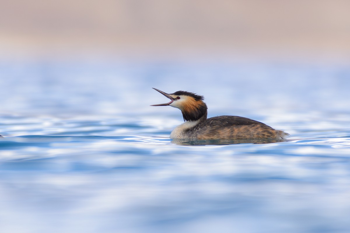 Great Crested Grebe - ML616755903