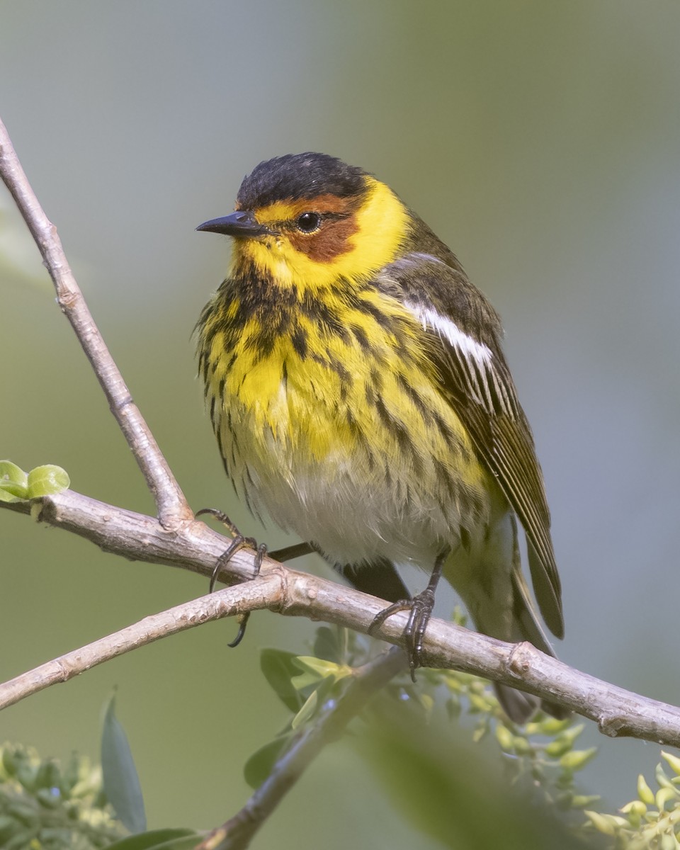 Cape May Warbler - ML616755943