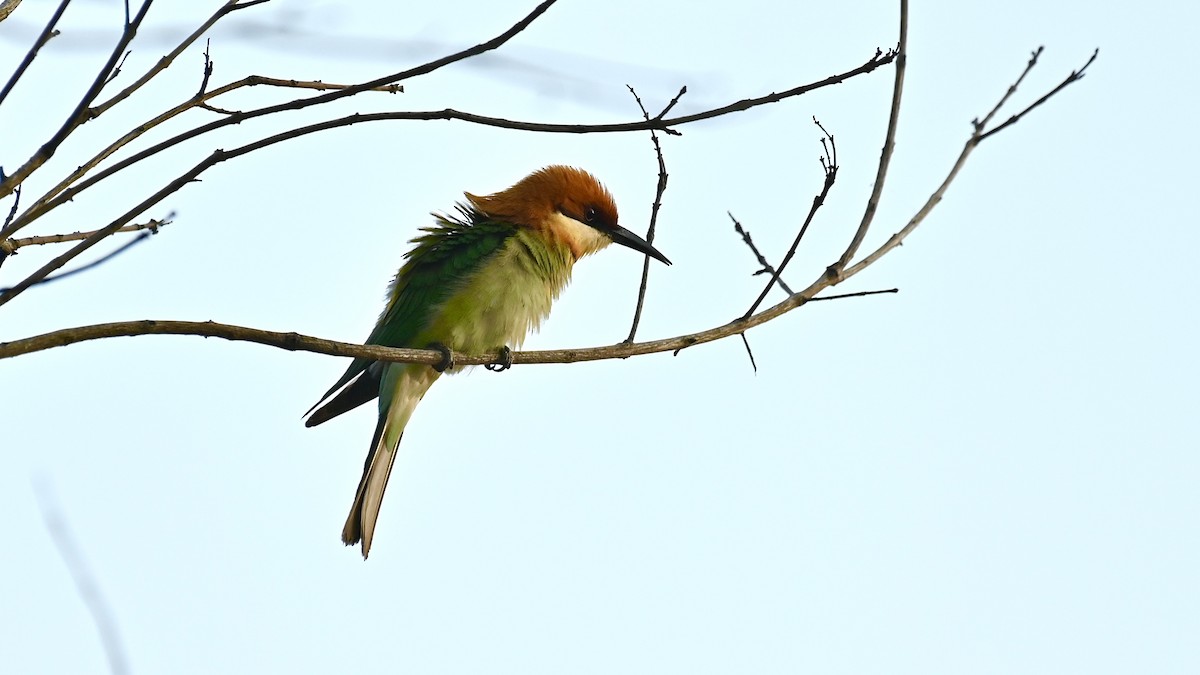 Chestnut-headed Bee-eater - sarawin Kreangpichitchai