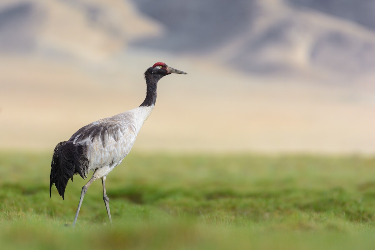 Black-necked Crane - Poojan Gohil