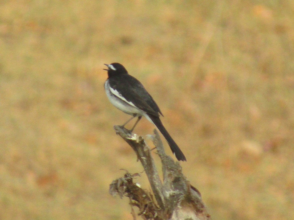 White-browed Wagtail - ML616756163