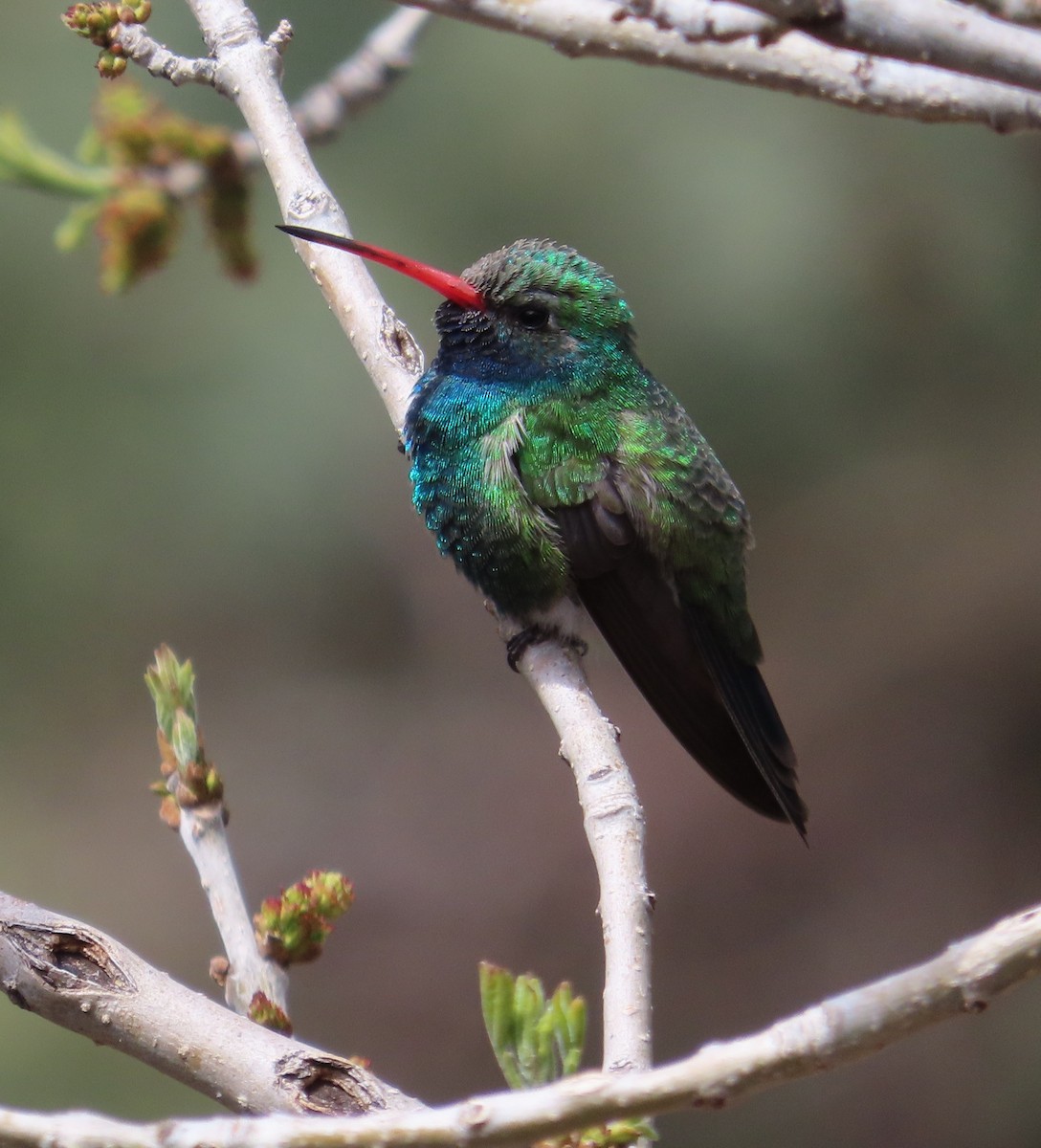 Broad-billed Hummingbird - Dick Porter