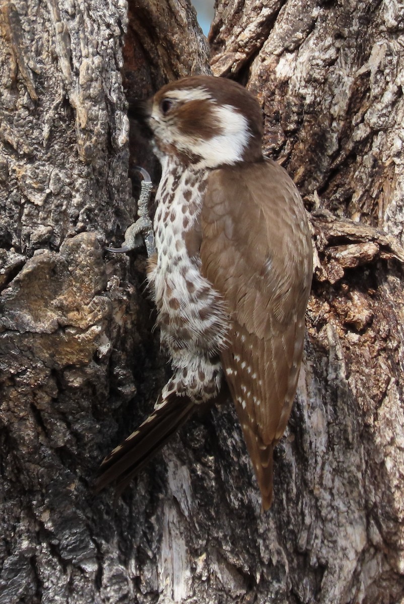 Arizona Woodpecker - ML616756251