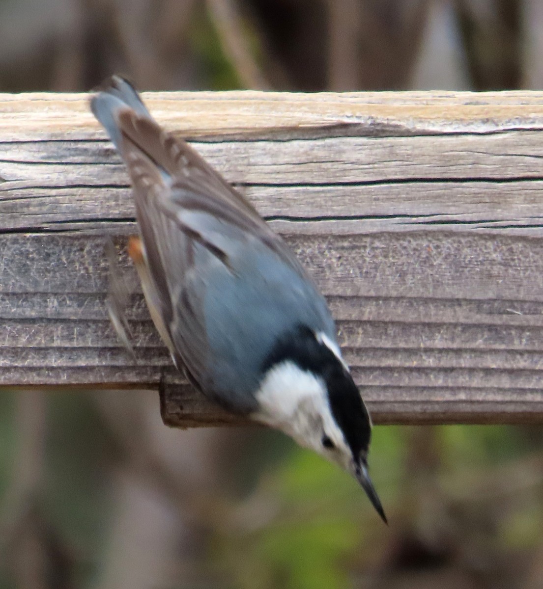 White-breasted Nuthatch - ML616756269