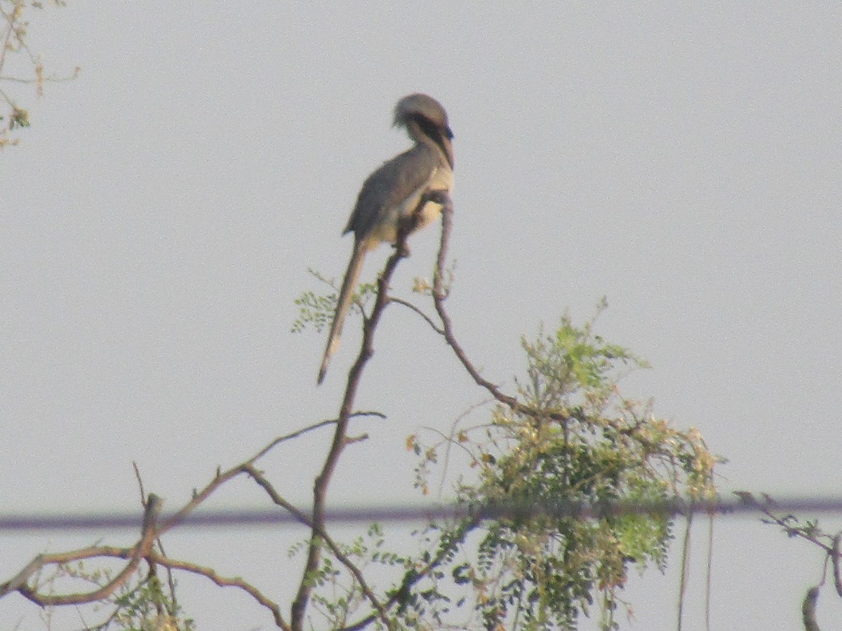 Indian Gray Hornbill - ML616756366
