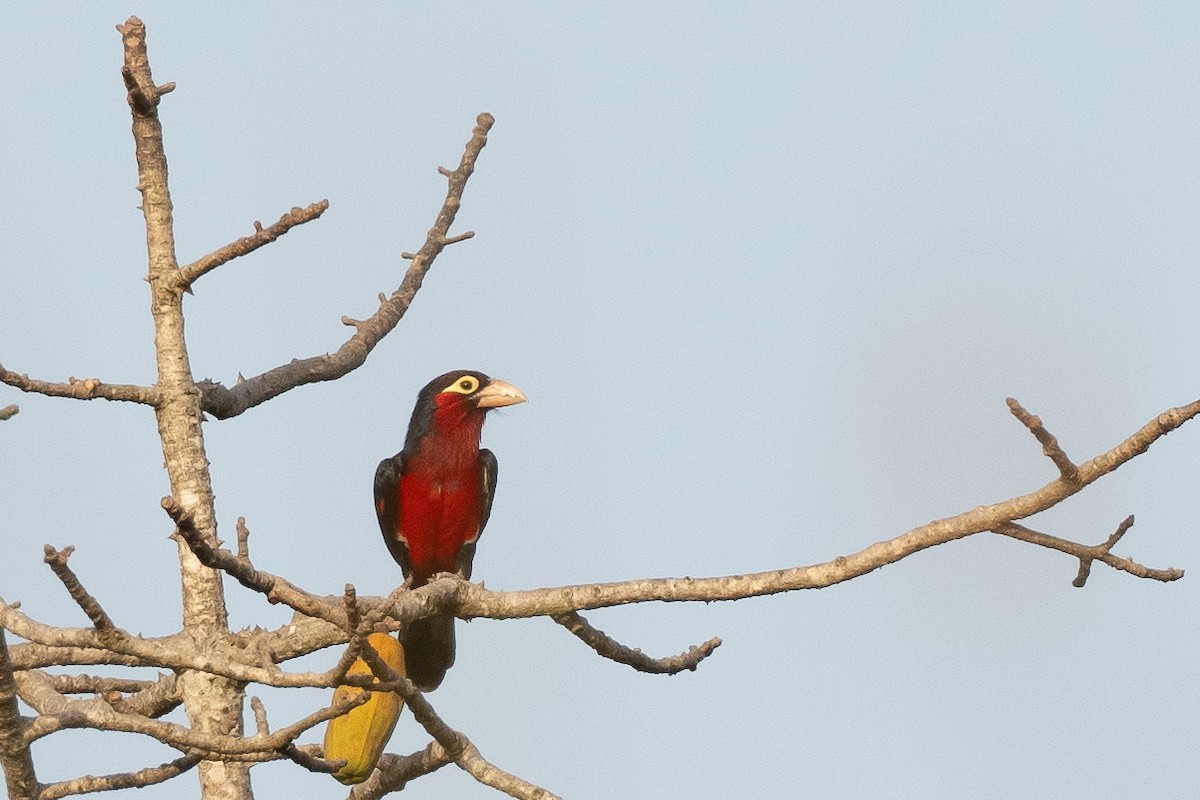 Double-toothed Barbet - ML616756574