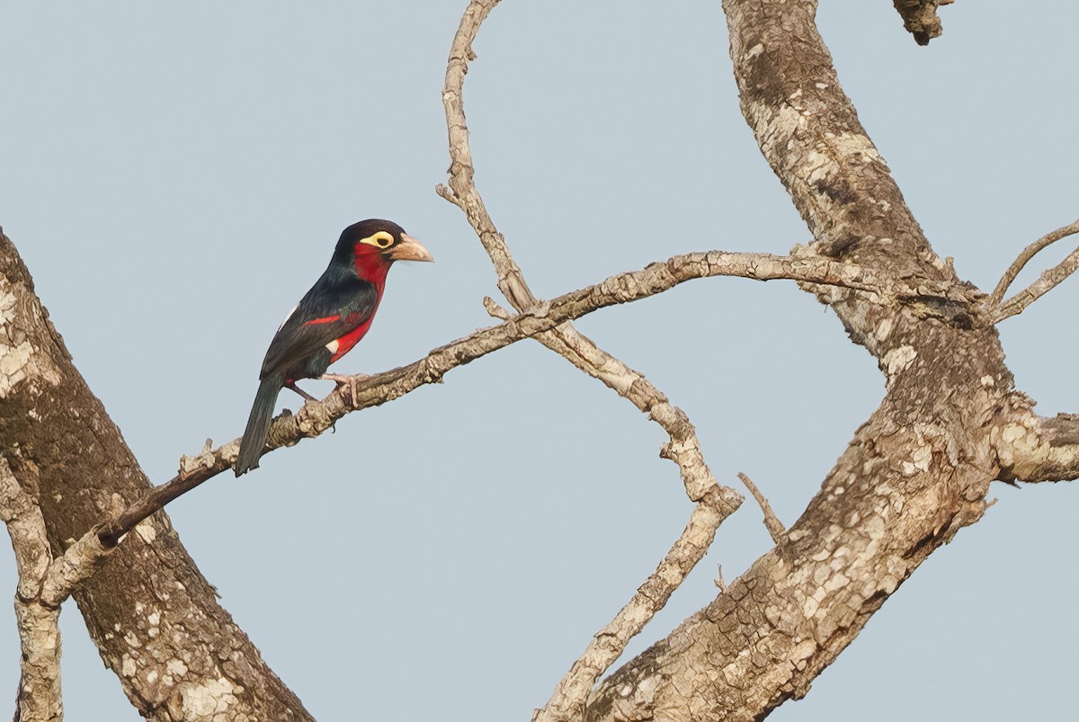 Double-toothed Barbet - ML616756575