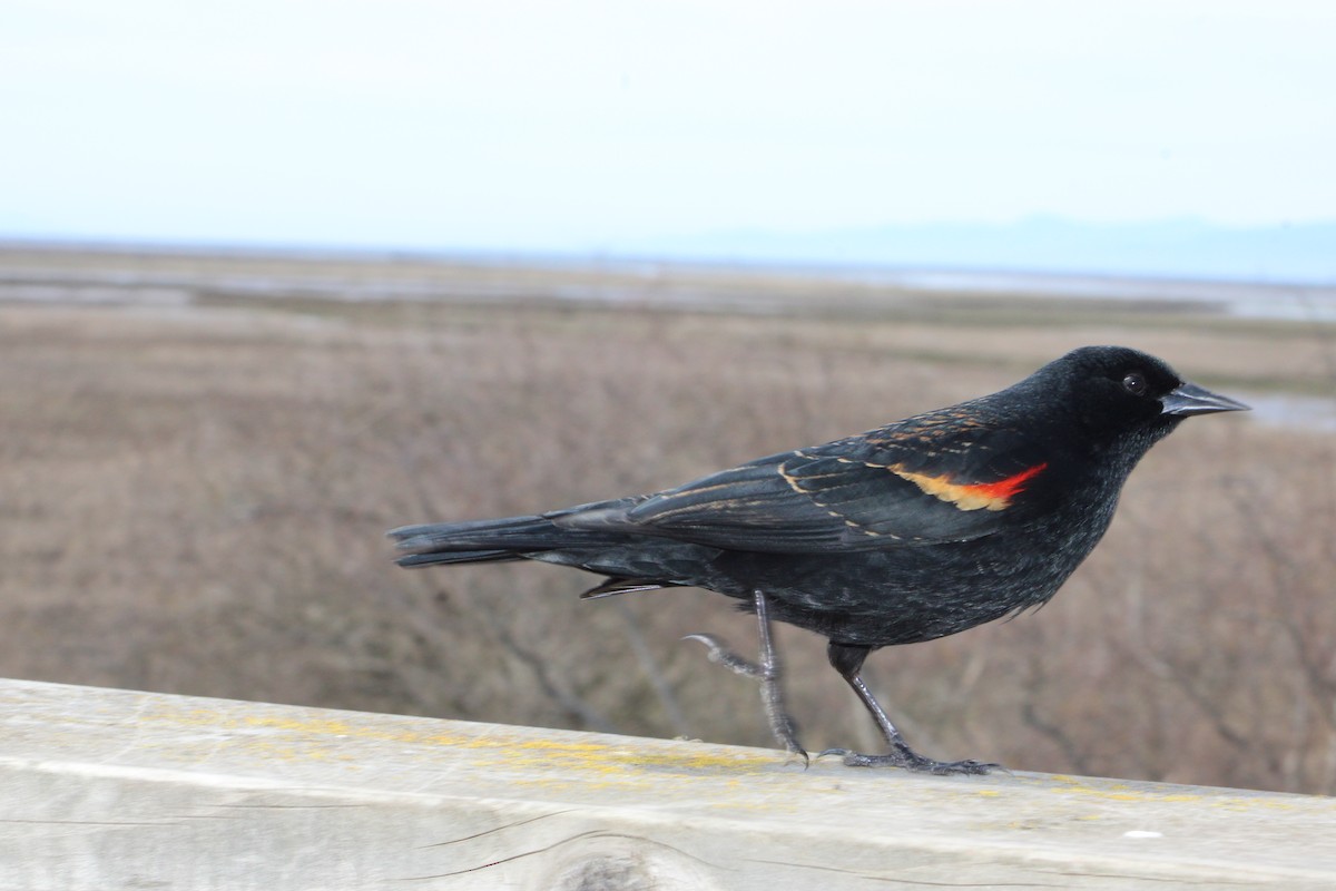 Red-winged Blackbird - ML616756652