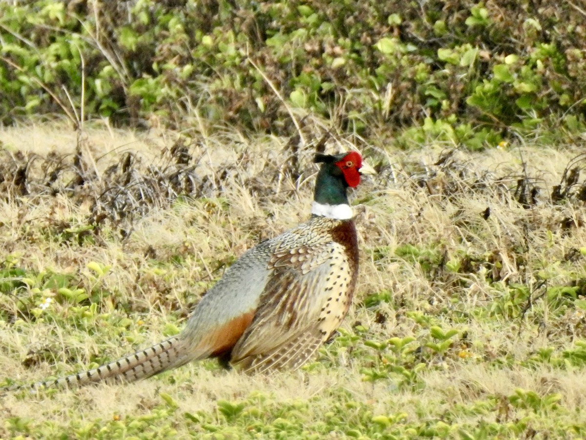 Ring-necked Pheasant - ML616756739