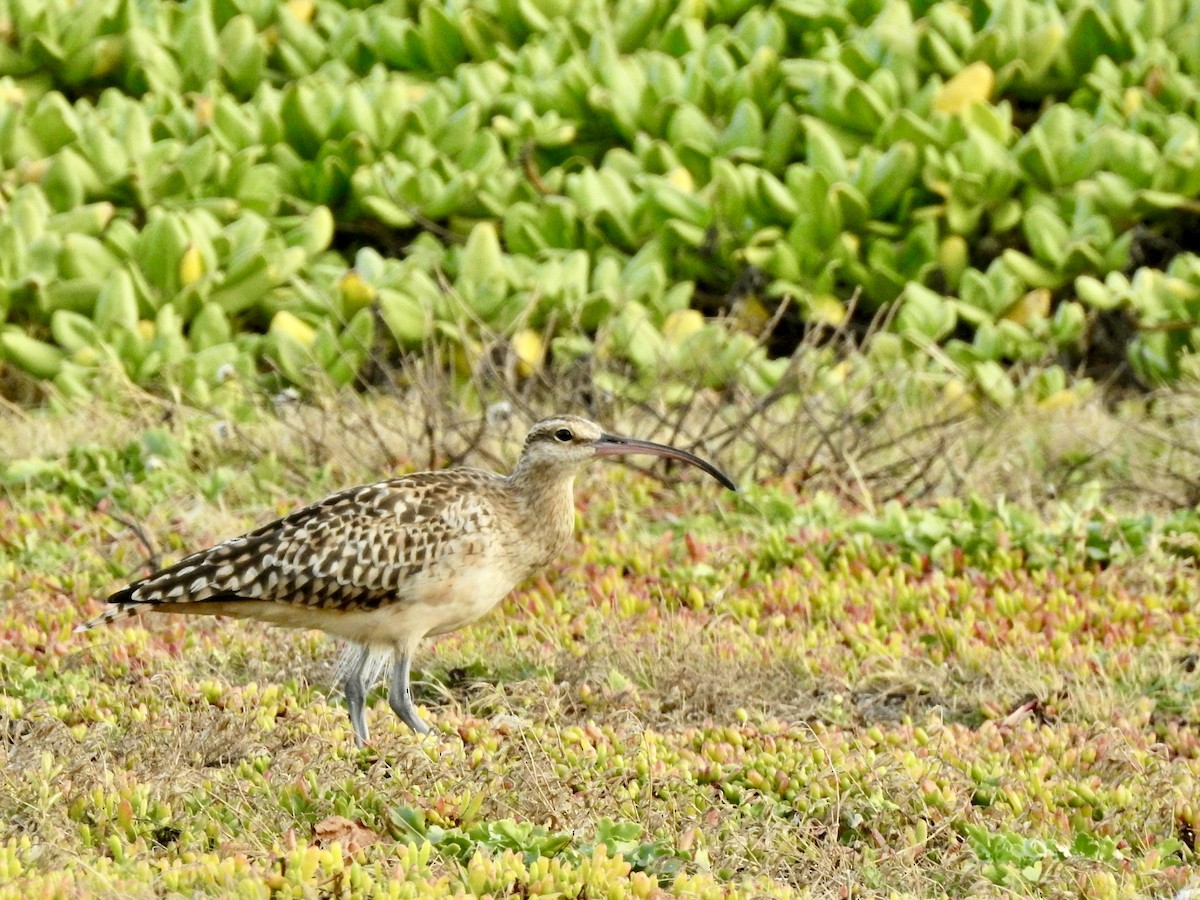 Bristle-thighed Curlew - ML616756748