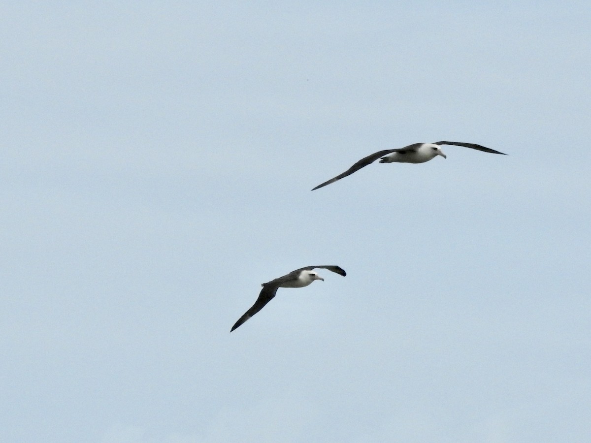Laysan Albatross - ML616756763