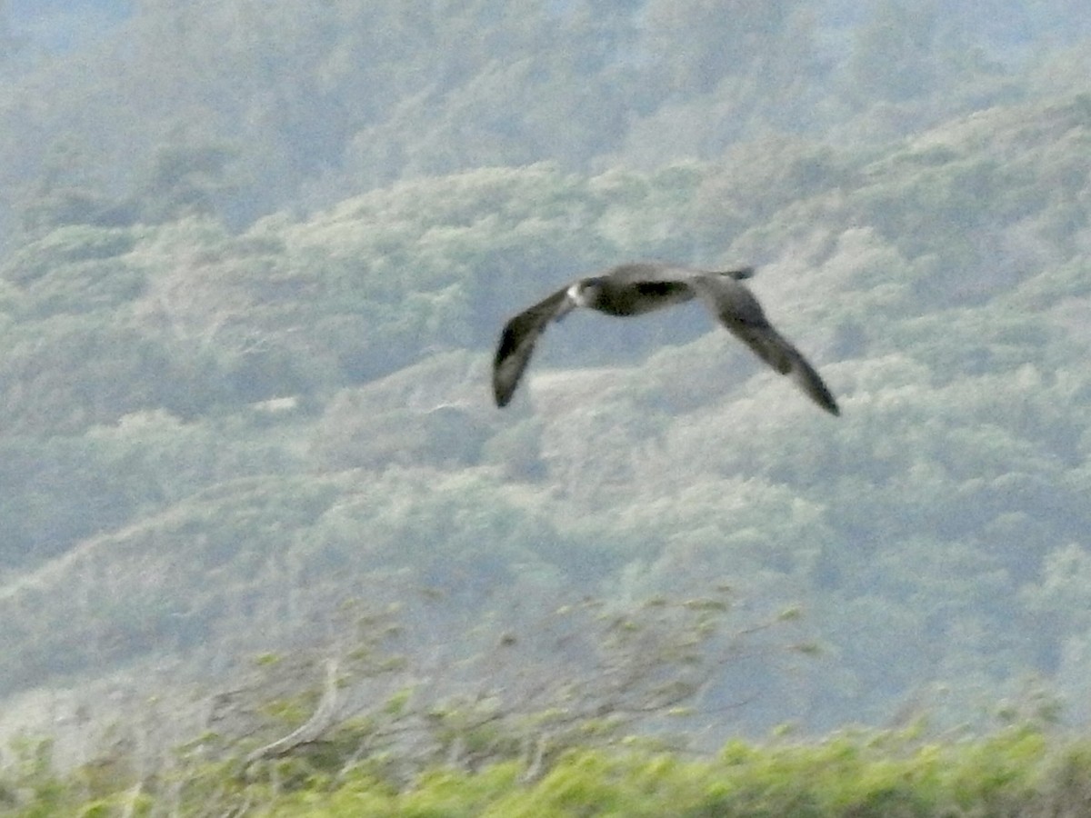 Black-footed Albatross - ML616756771