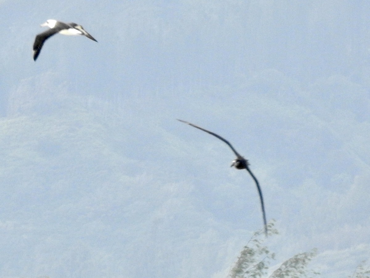 Black-footed Albatross - ML616756774