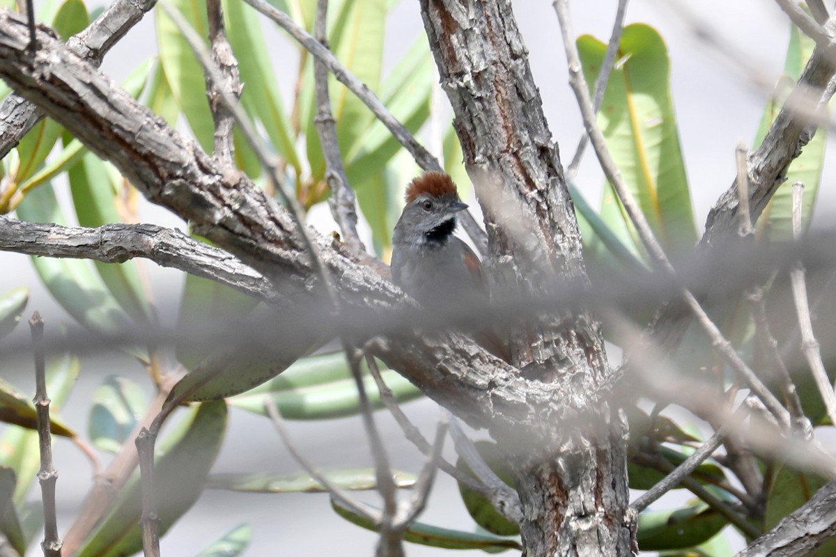 Sooty-fronted Spinetail - ML616756783