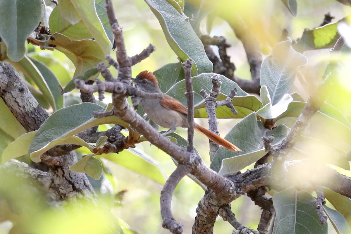 Sooty-fronted Spinetail - ML616756784