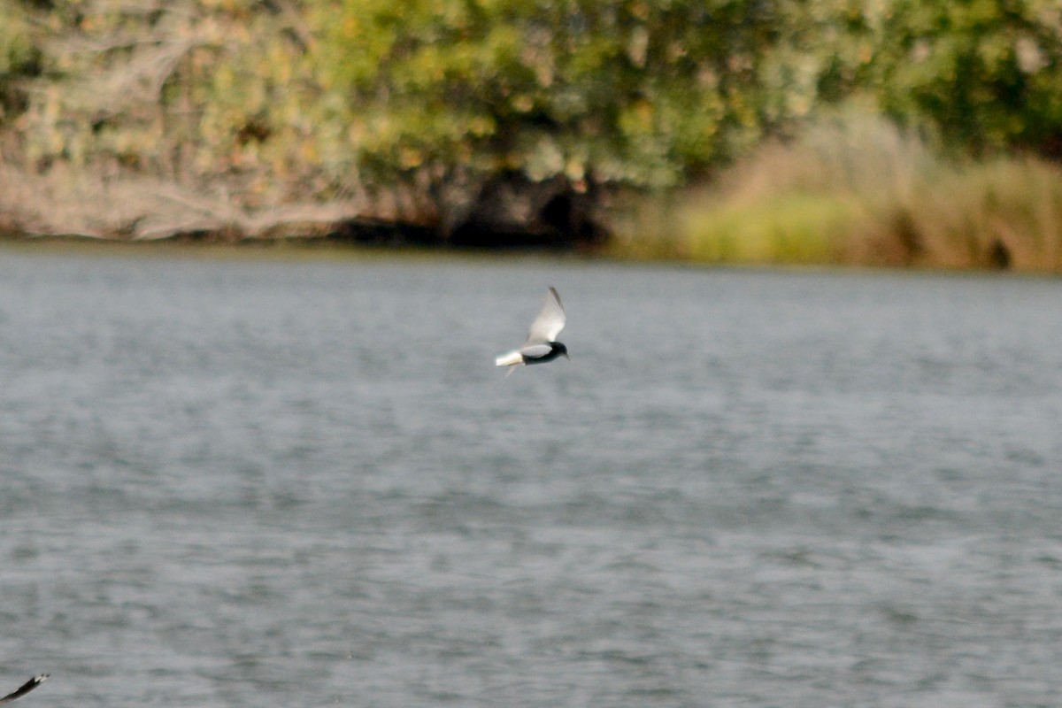 White-winged Tern - ML616756785