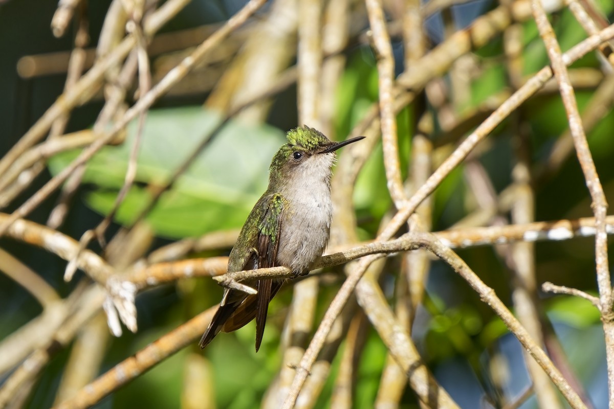 Antillean Crested Hummingbird (Lesser Antilles) - ML616756808