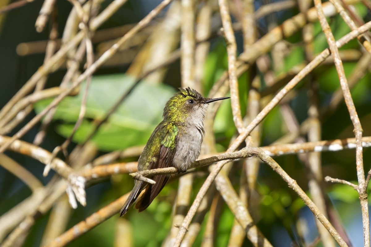 Antillean Crested Hummingbird (Lesser Antilles) - ML616756809