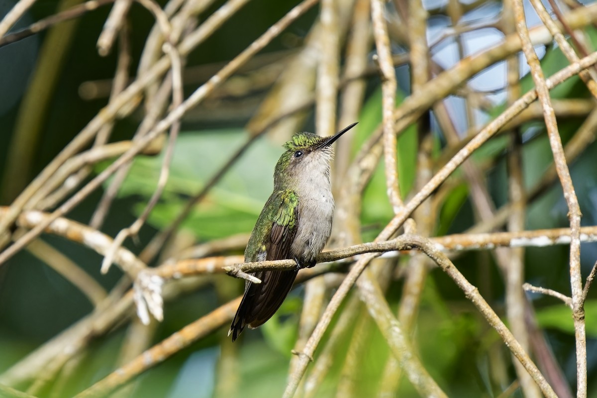 Antillean Crested Hummingbird (Lesser Antilles) - ML616756810