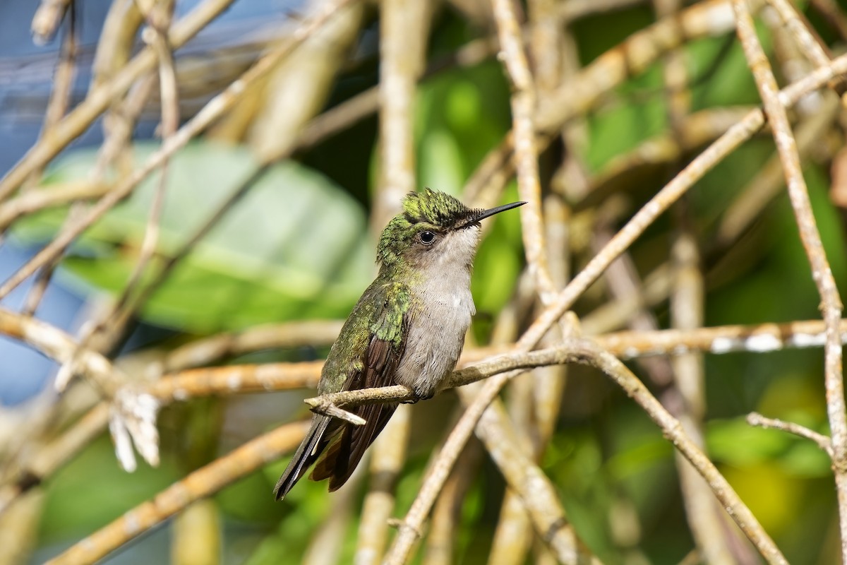 Antillean Crested Hummingbird (Lesser Antilles) - ML616756813