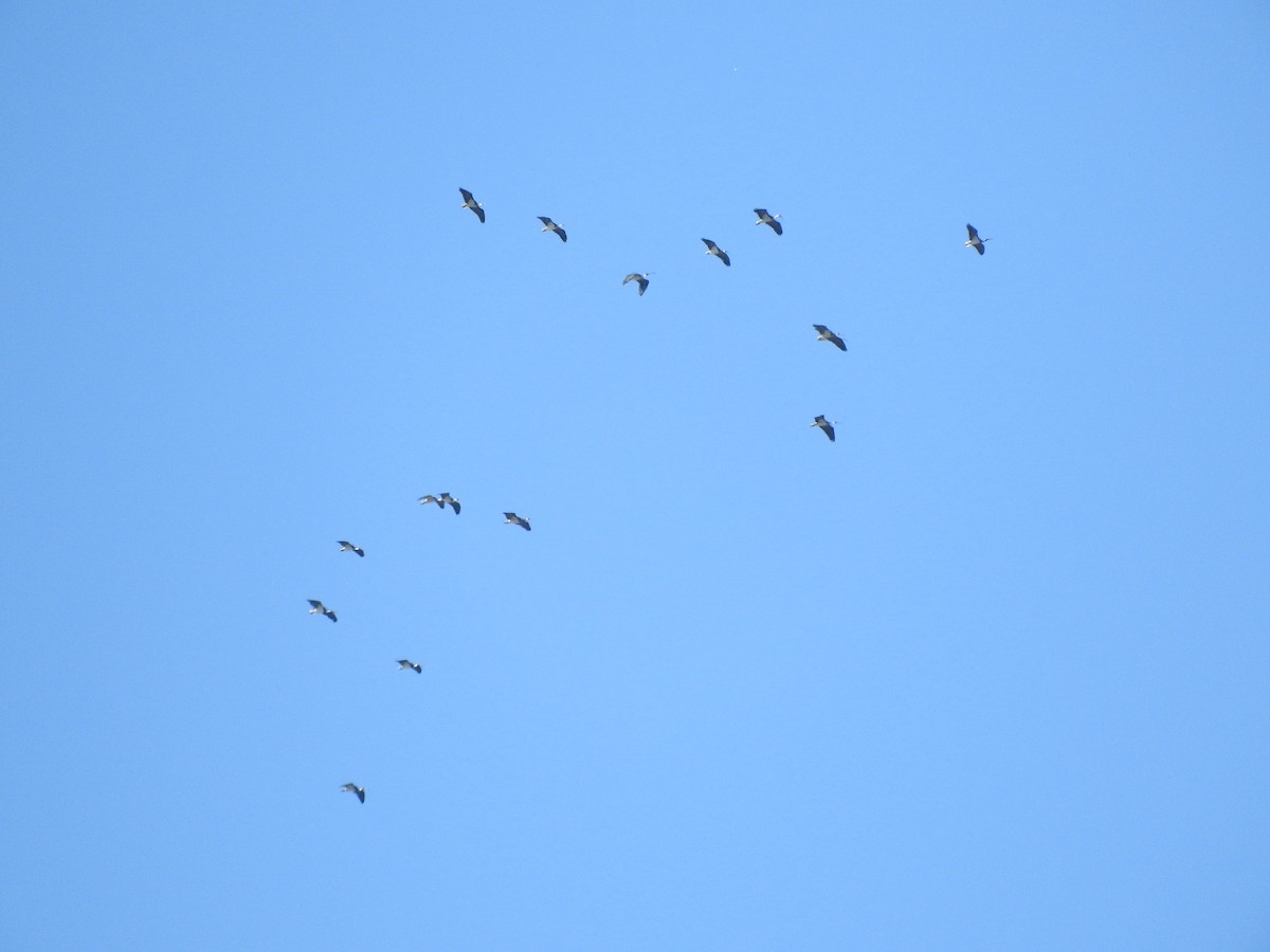 ibis slámokrký - ML616756823