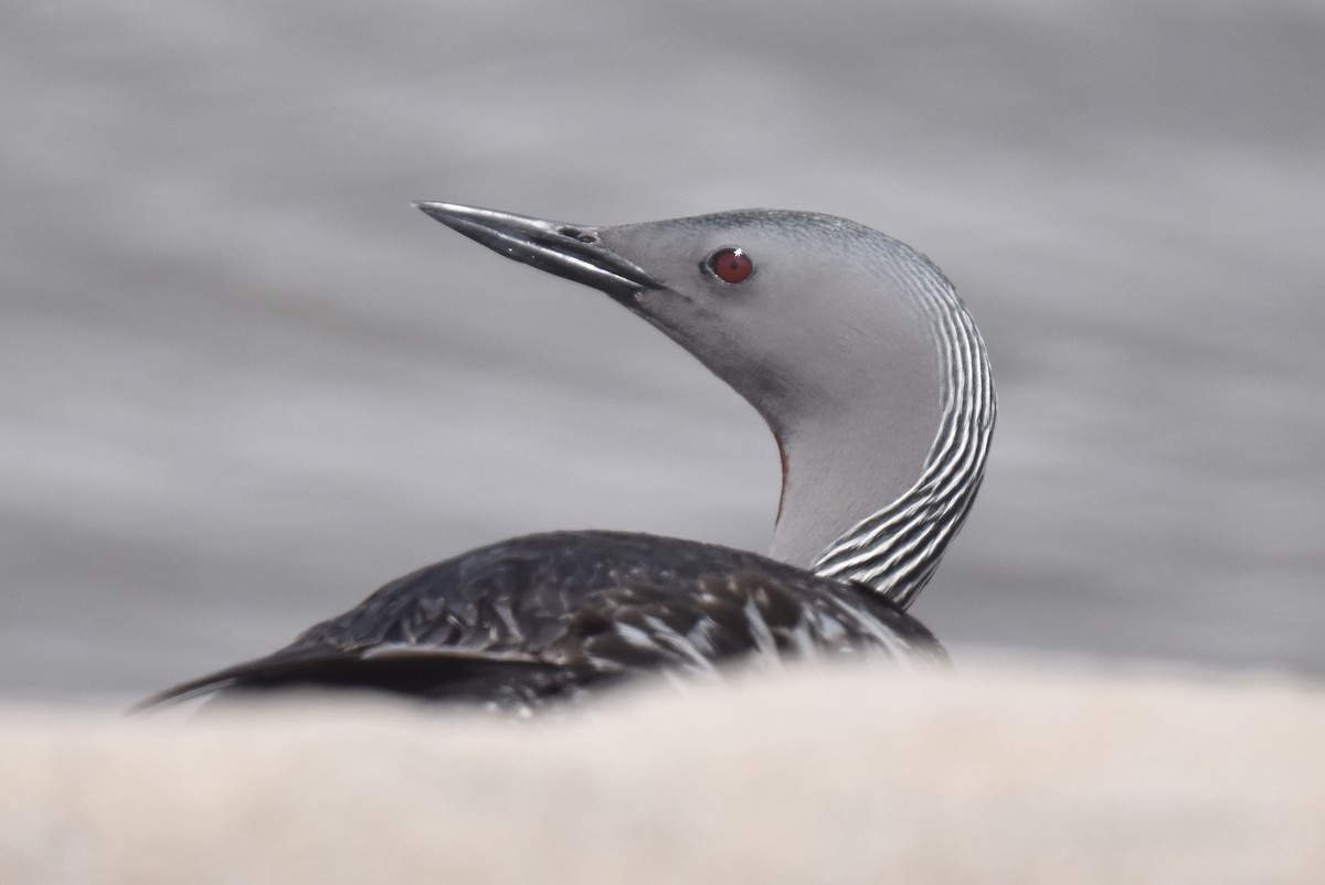 Red-throated Loon - ML616756862