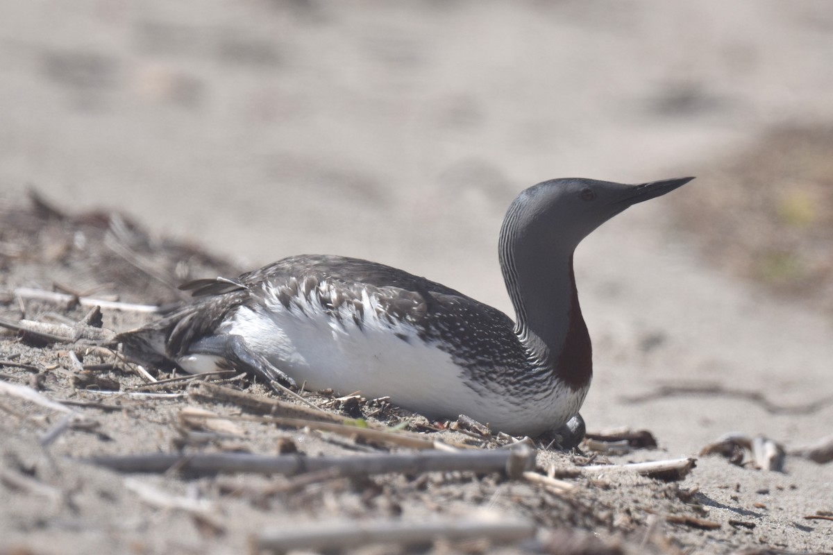 Red-throated Loon - ML616756863
