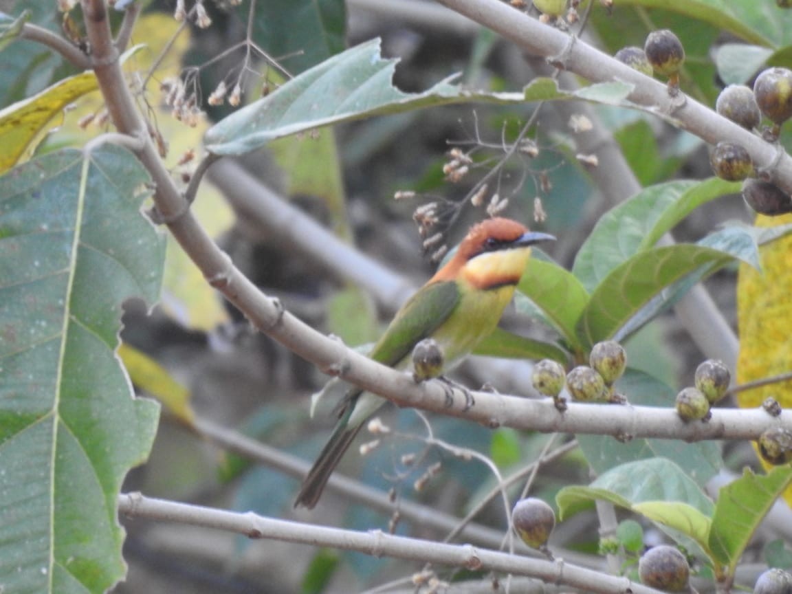 Chestnut-headed Bee-eater - ML616756980