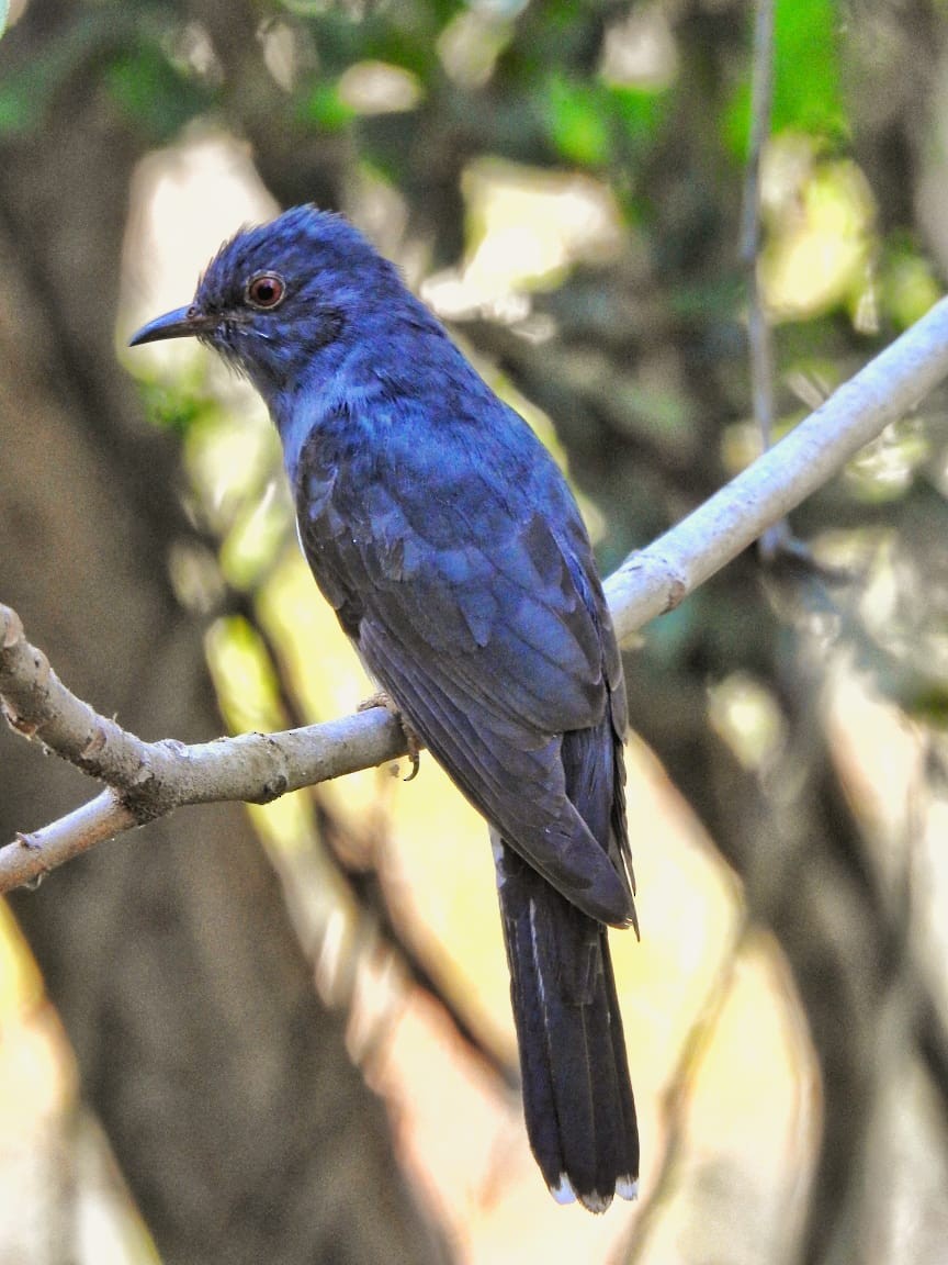 Gray-bellied Cuckoo - Vishnushankar S