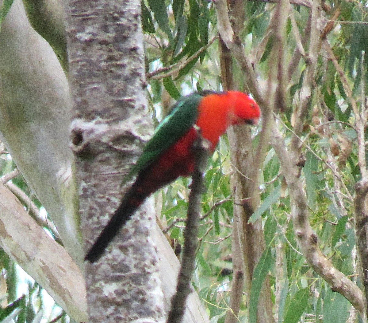 Australian King-Parrot - ML616757089