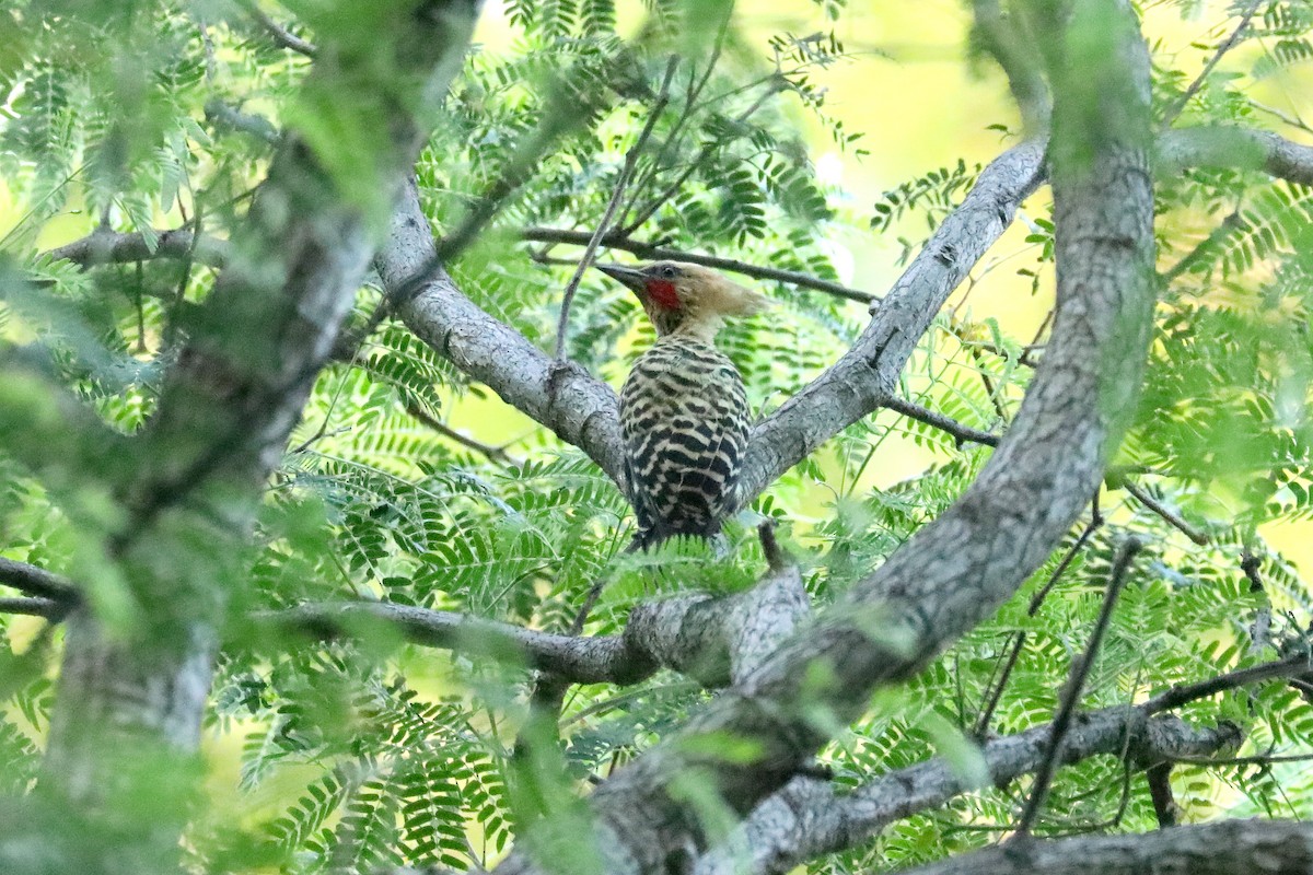 Ochre-backed Woodpecker - ML616757148