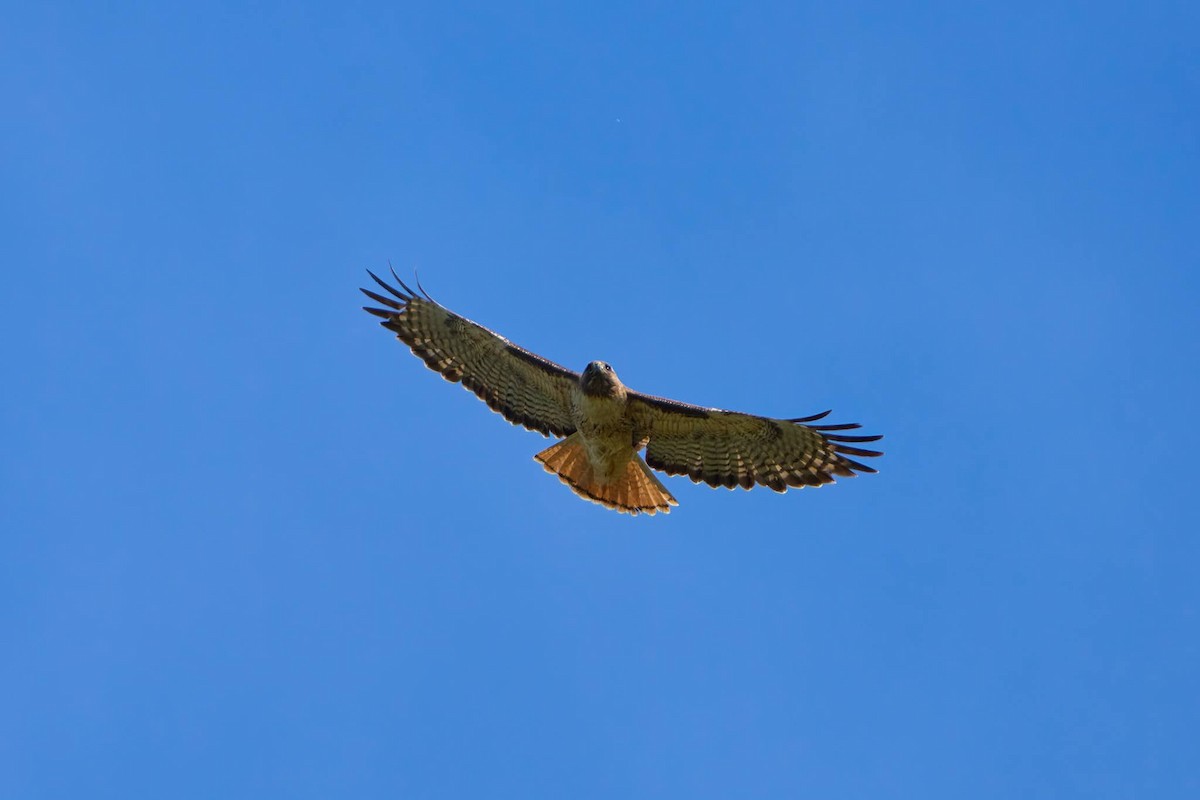Red-tailed Hawk - ML616757163