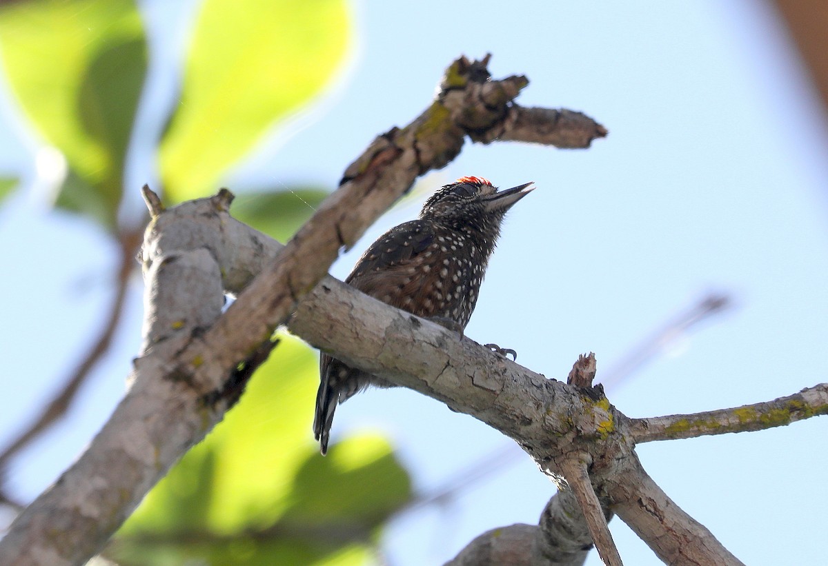 Spotted Piculet - ML616757269