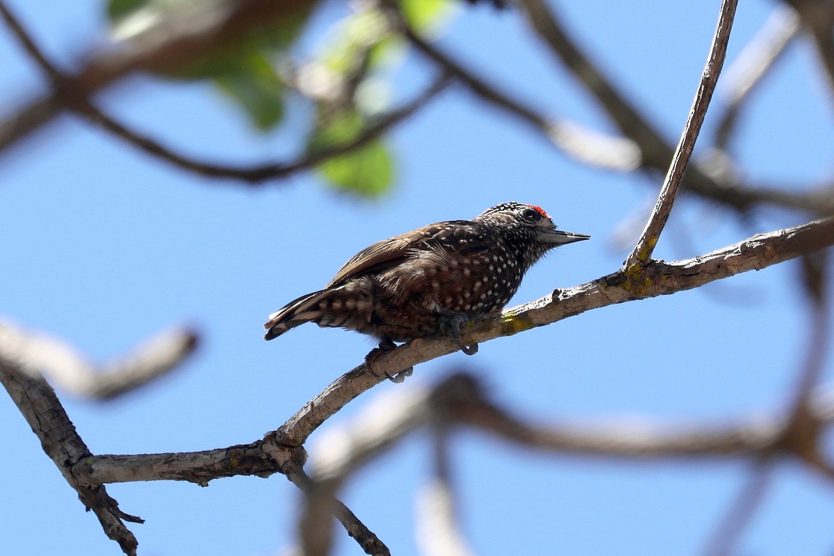Spotted Piculet - ML616757270