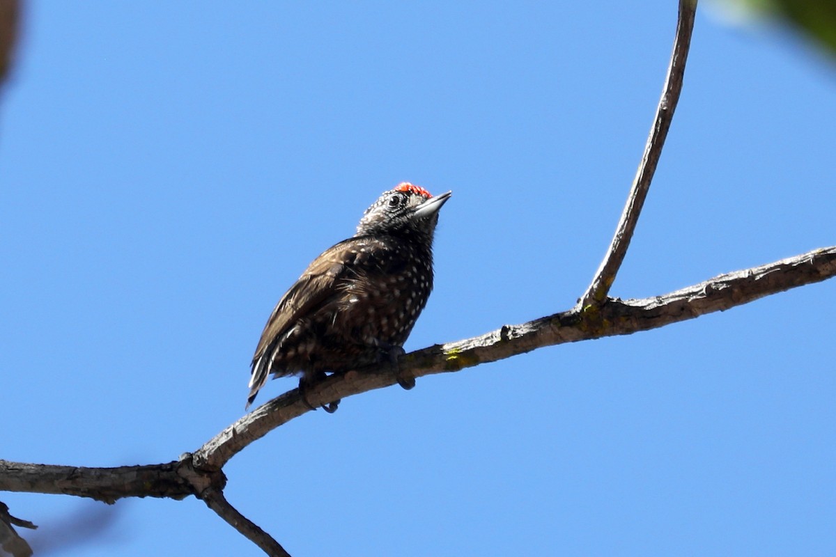 Spotted Piculet - ML616757271