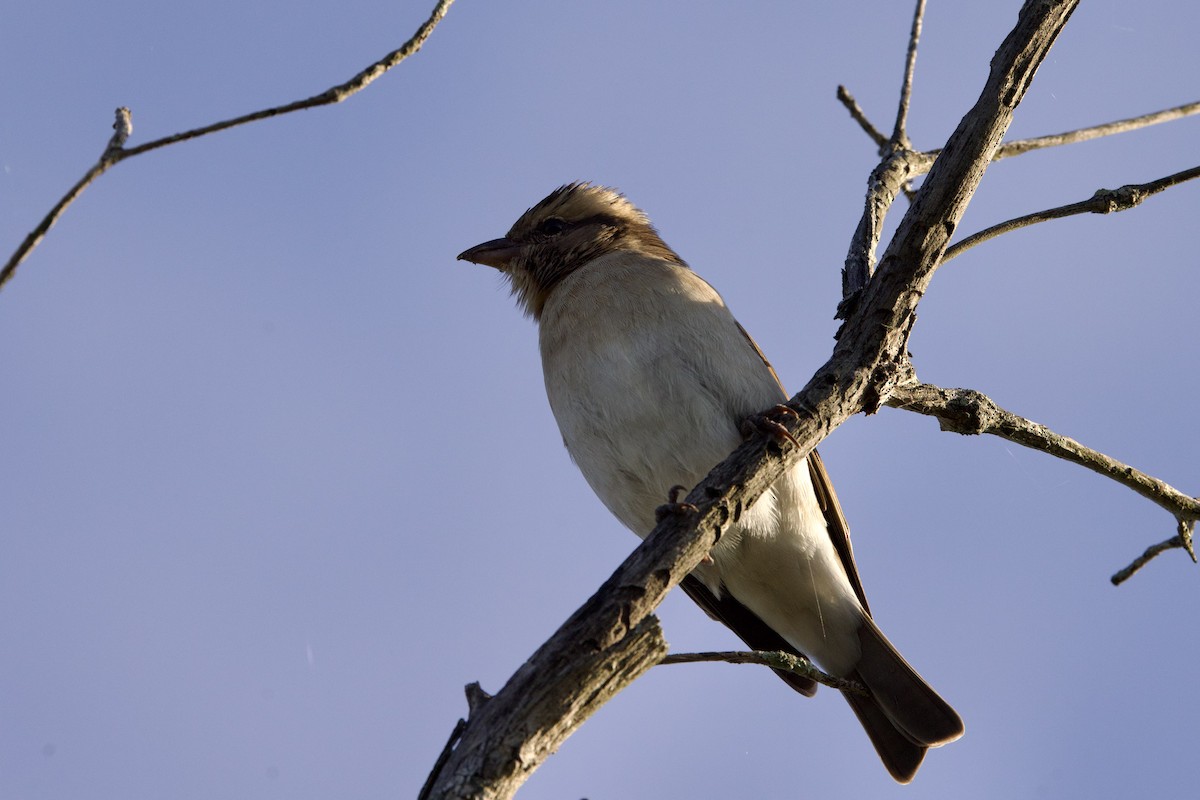 Yellow-throated Bush Sparrow - John Bruin