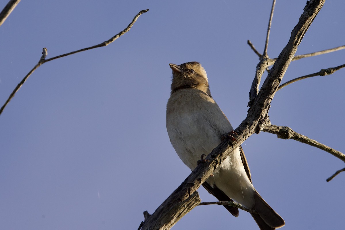 Yellow-throated Bush Sparrow - ML616757378