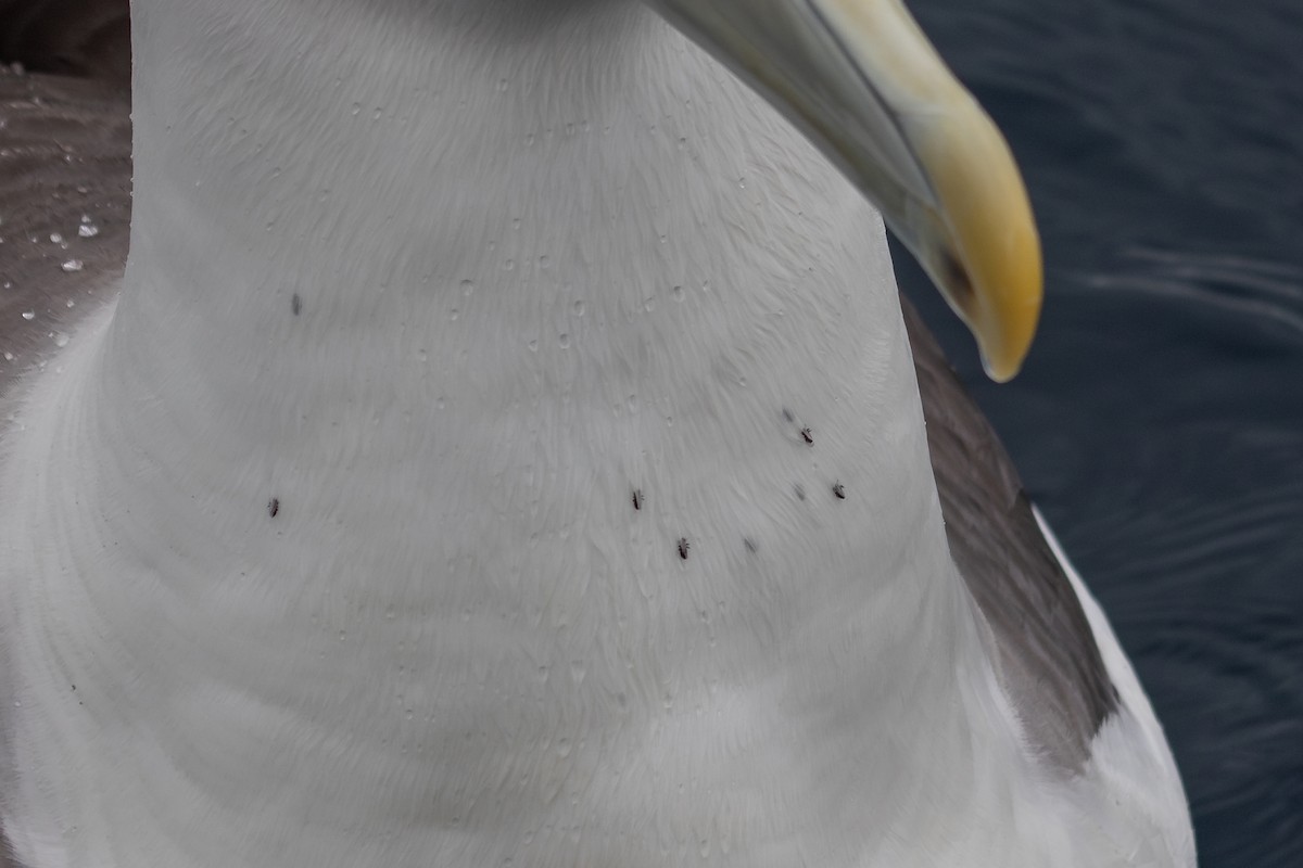 White-capped Albatross - ML616757442