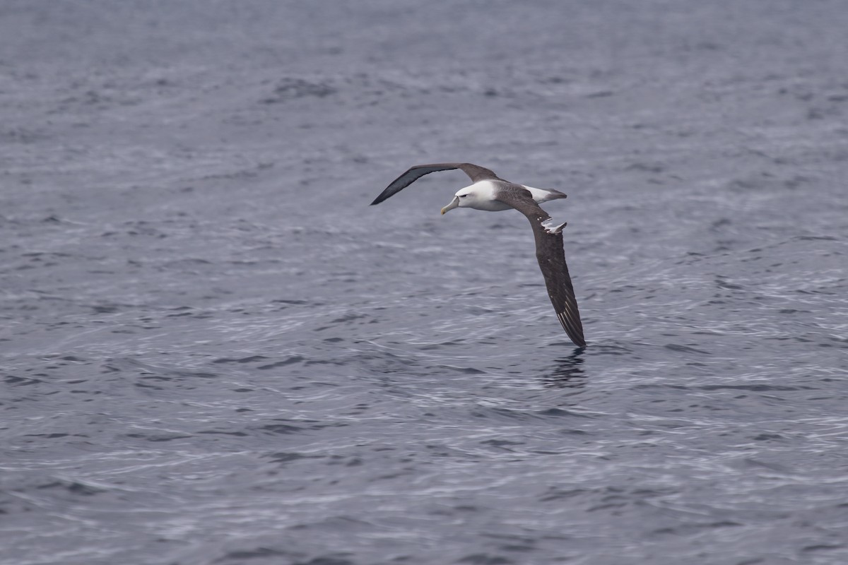 White-capped Albatross - Ramit Singal